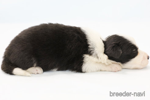 成約済の神奈川県のボーダーコリー-247678の6枚目